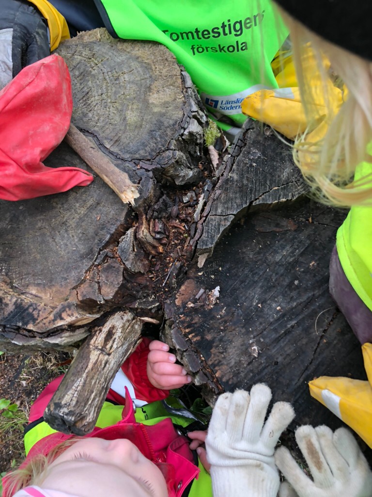 Utforskning i skogen